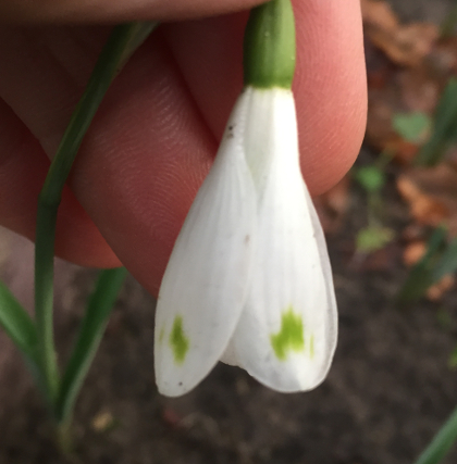 Galanthus 'David Baker'